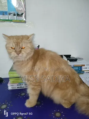 6-12 Months Female Purebred Persian