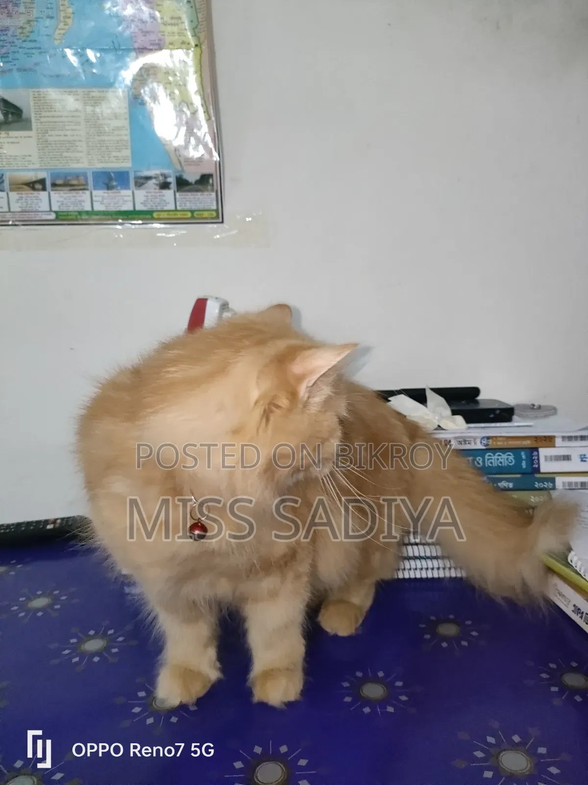 6-12 Months Female Purebred Persian