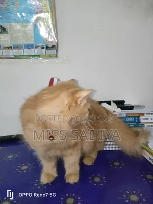 6-12 Months Female Purebred Persian
