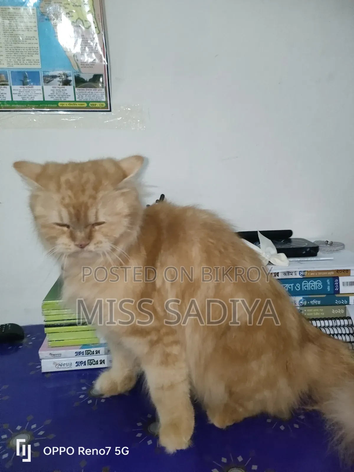 6-12 Months Female Purebred Persian