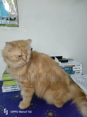 6-12 Months Female Purebred Persian