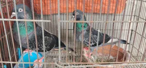 A pair of large breed Maxi pigeons