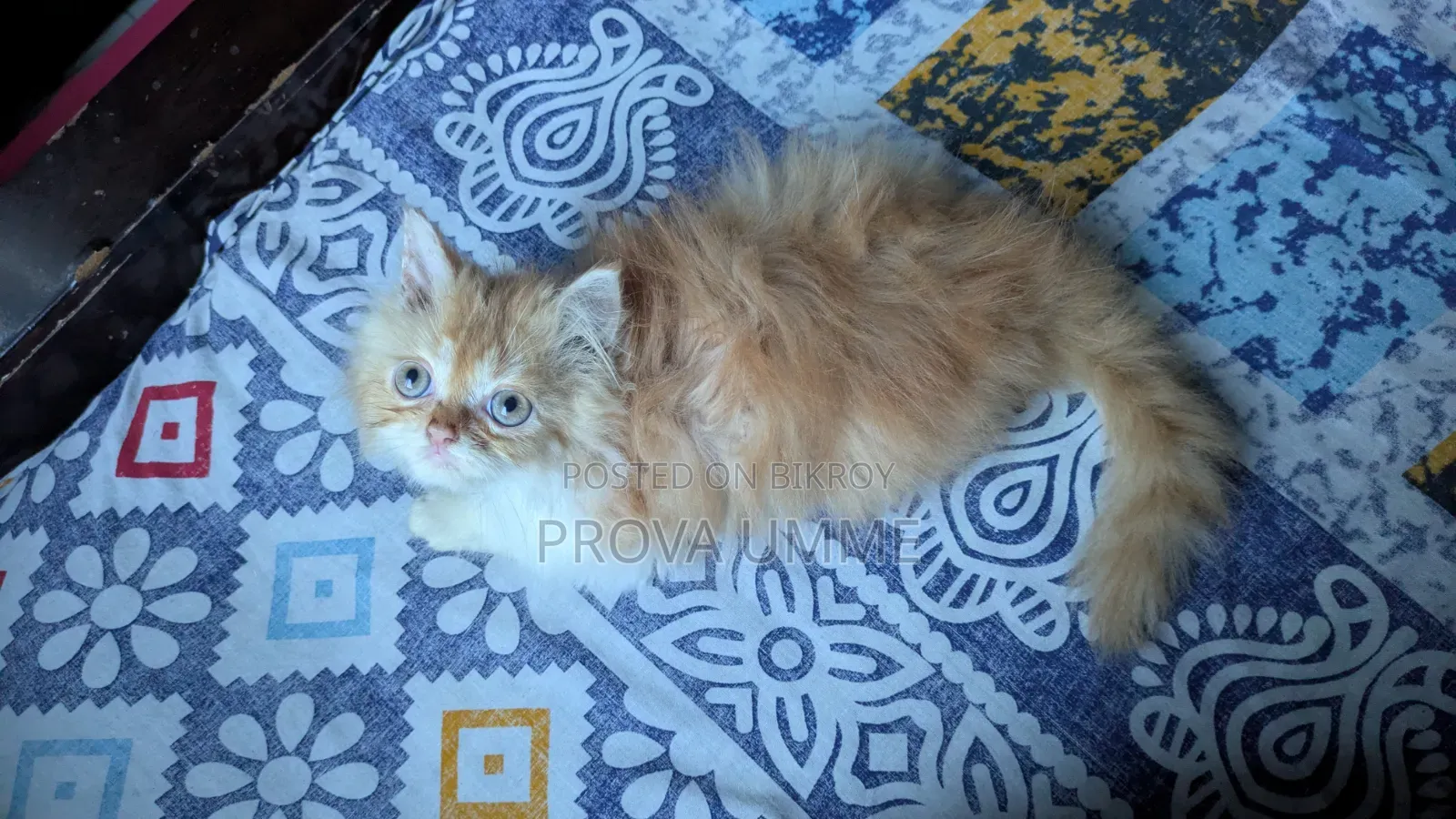 1-3 Months Male Purebred Persian