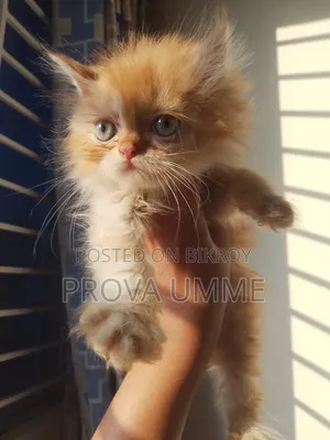 1-3 Months Male Purebred Persian