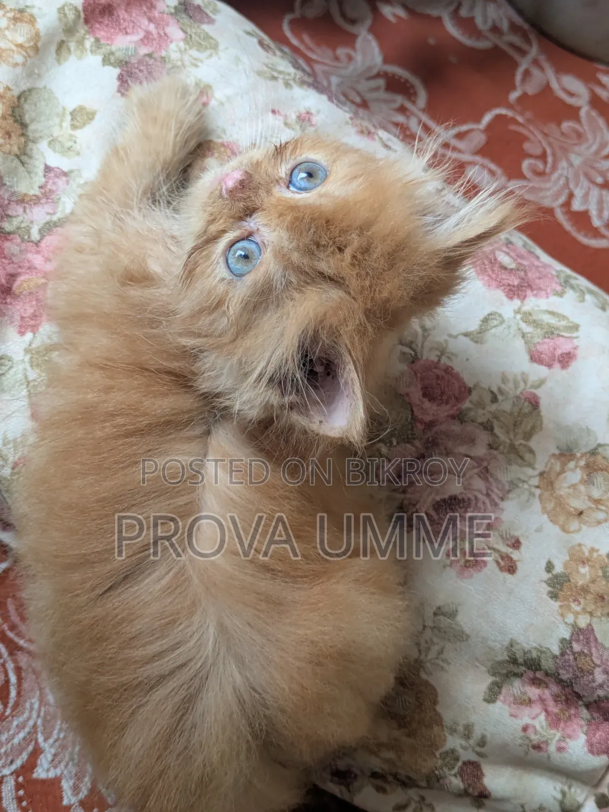 1-3 Months Male Purebred Persian