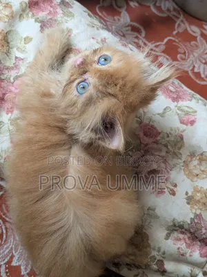 1-3 Months Male Purebred Persian