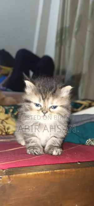 1-3 Months Female Purebred Exotic