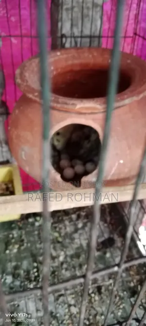 Master pair with 8 eggs