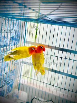 A pair of Lovebird birds