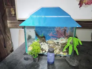 Aquarium with two fish, one small and one big