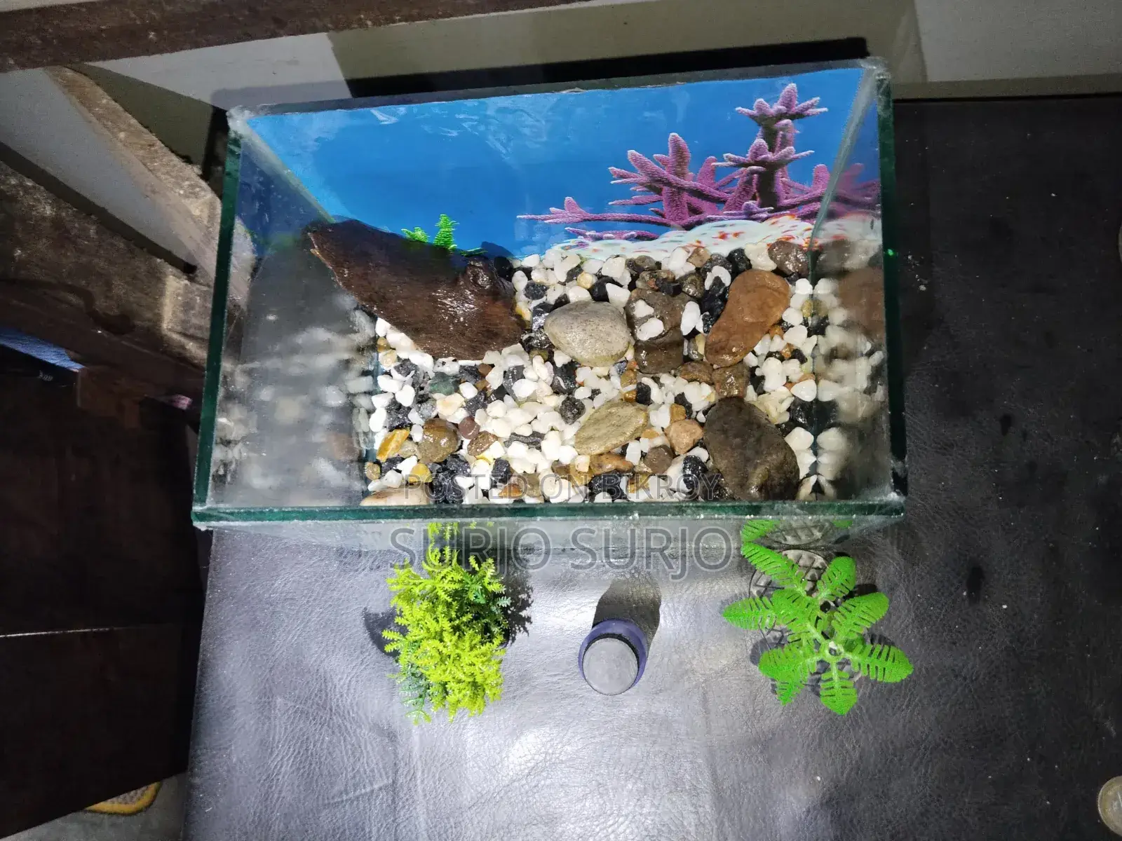 Aquarium with two fish, one small and one big