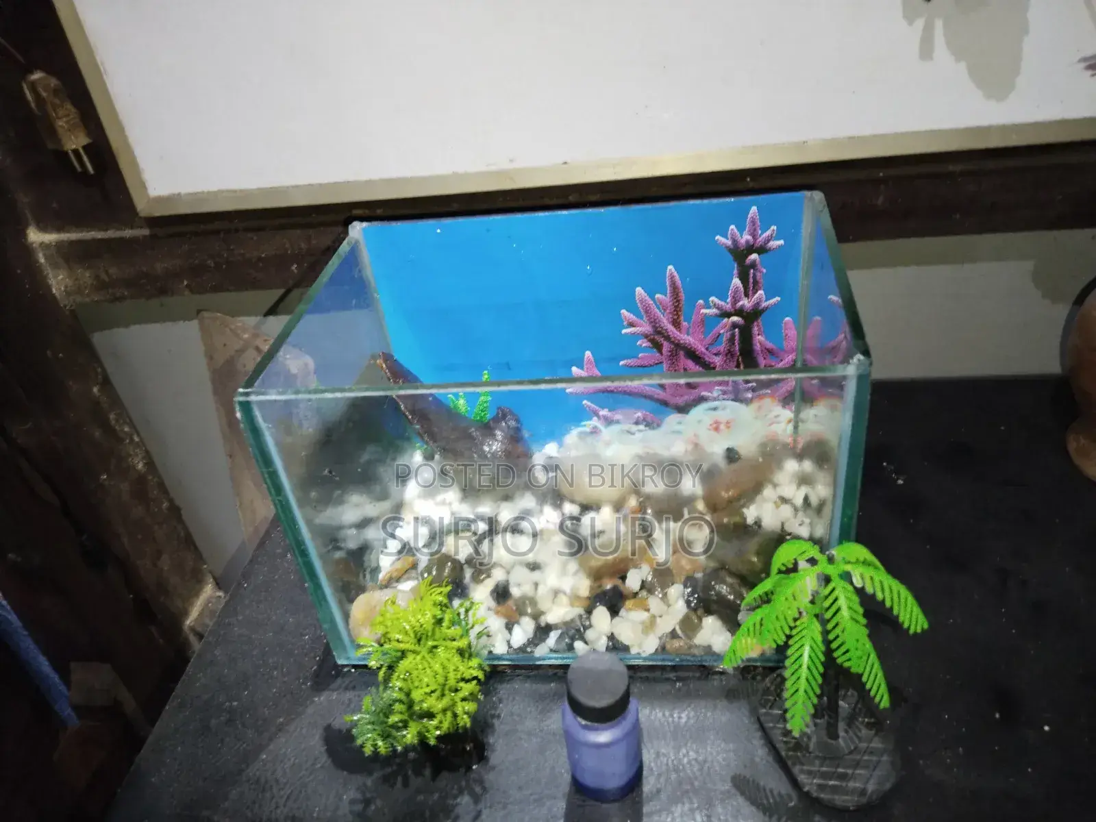 Aquarium with two fish, one small and one big