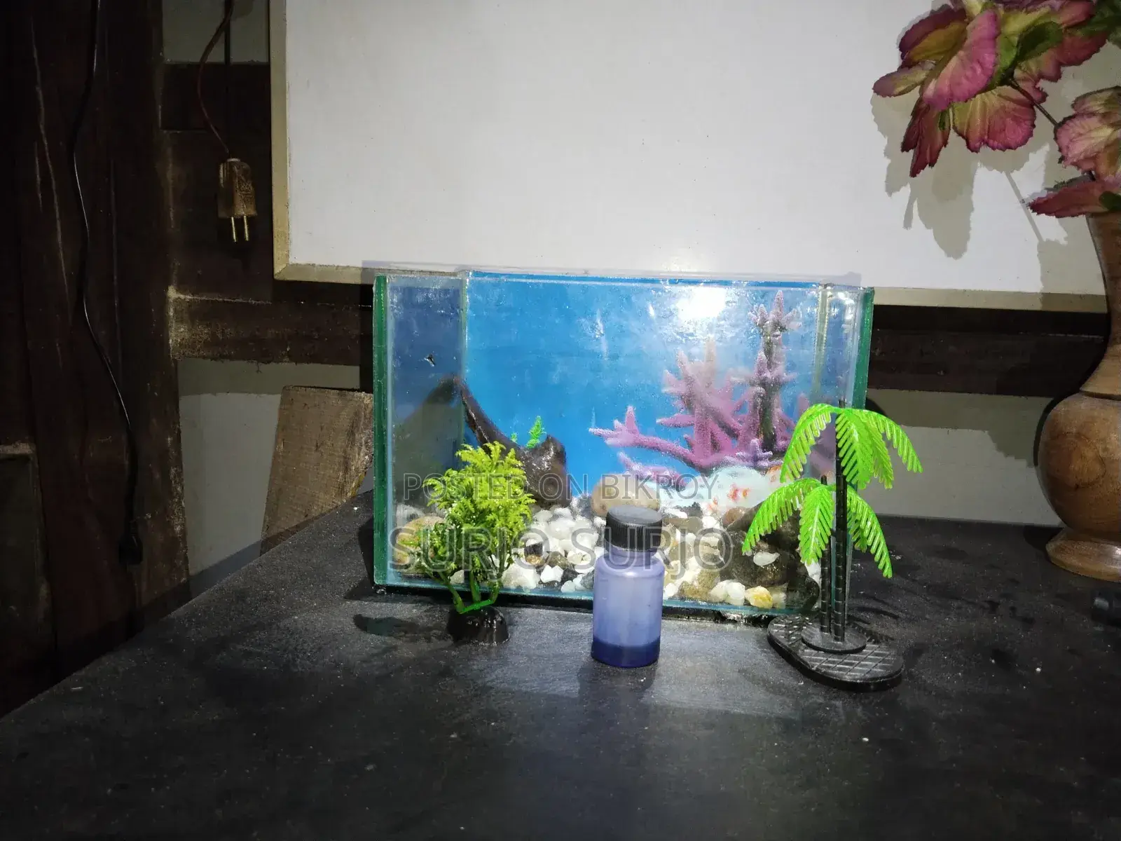 Aquarium with two fish, one small and one big