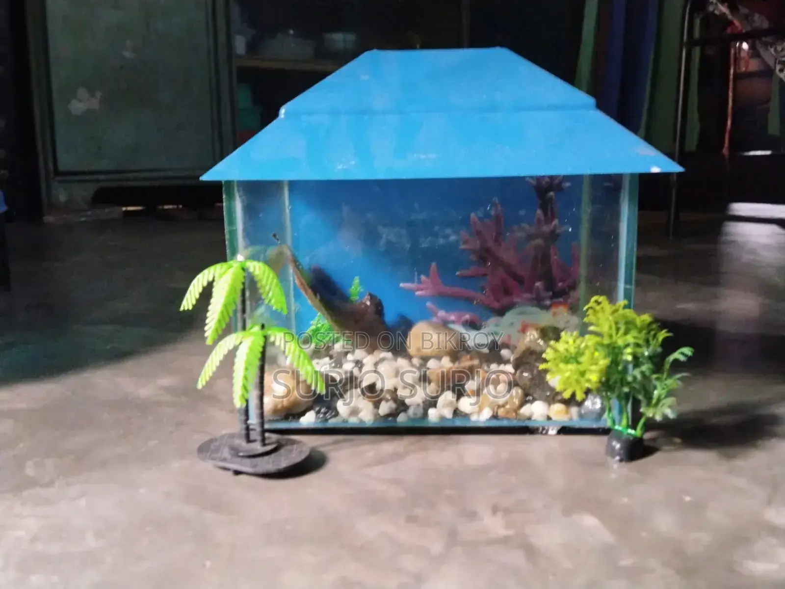 Aquarium with two fish, one small and one big