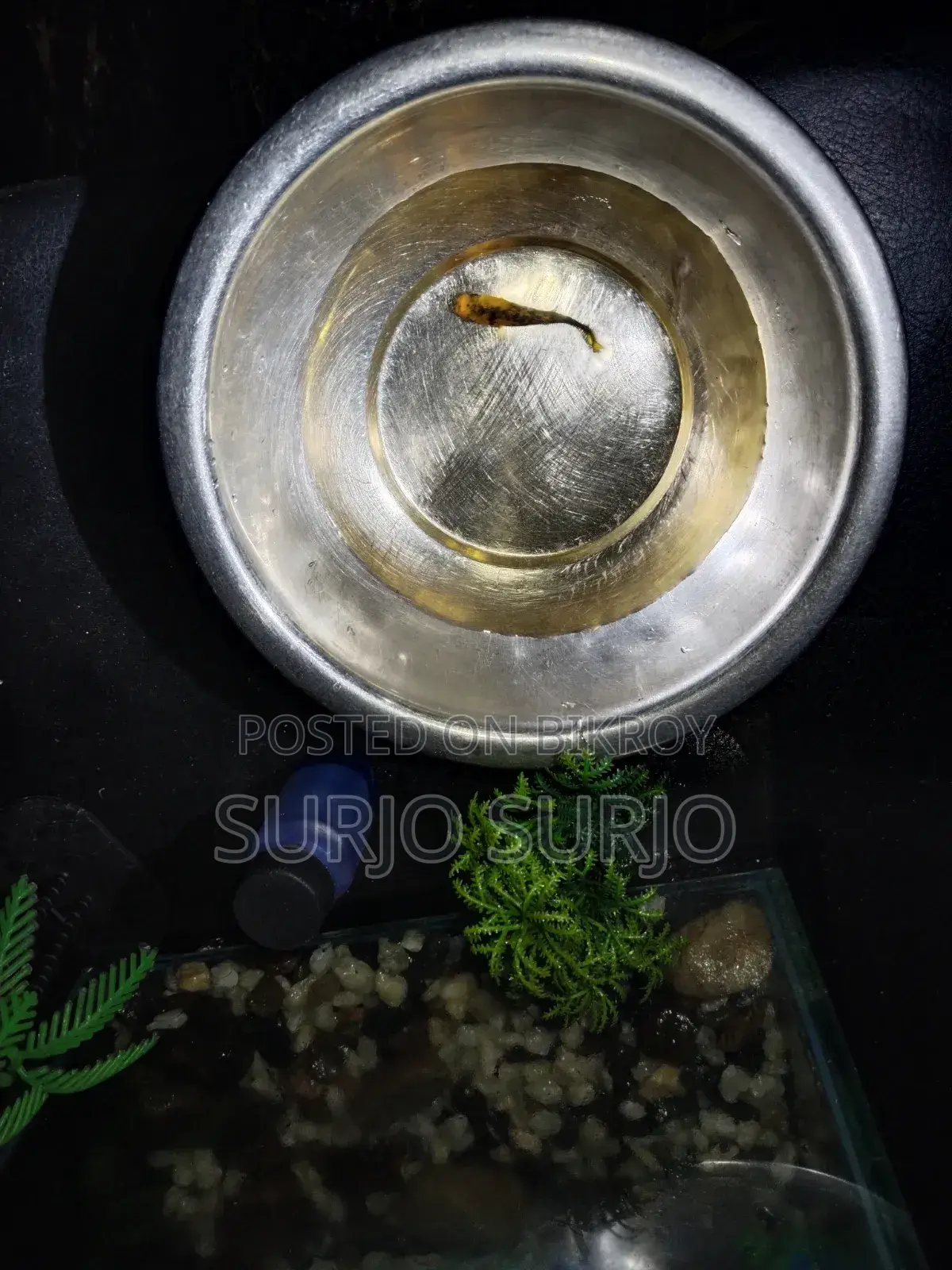 Aquarium with two fish, one small and one big