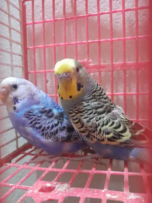 Classic Budgie Bird for Sale (Blue is female, yellow is male)