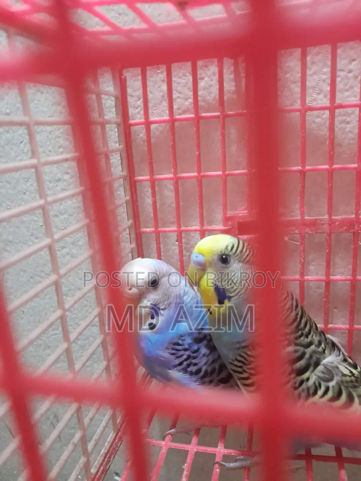 Classic Budgie Bird for Sale (Blue is female, yellow is male)