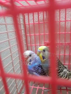 Classic Budgie Bird for Sale (Blue is female, yellow is male)