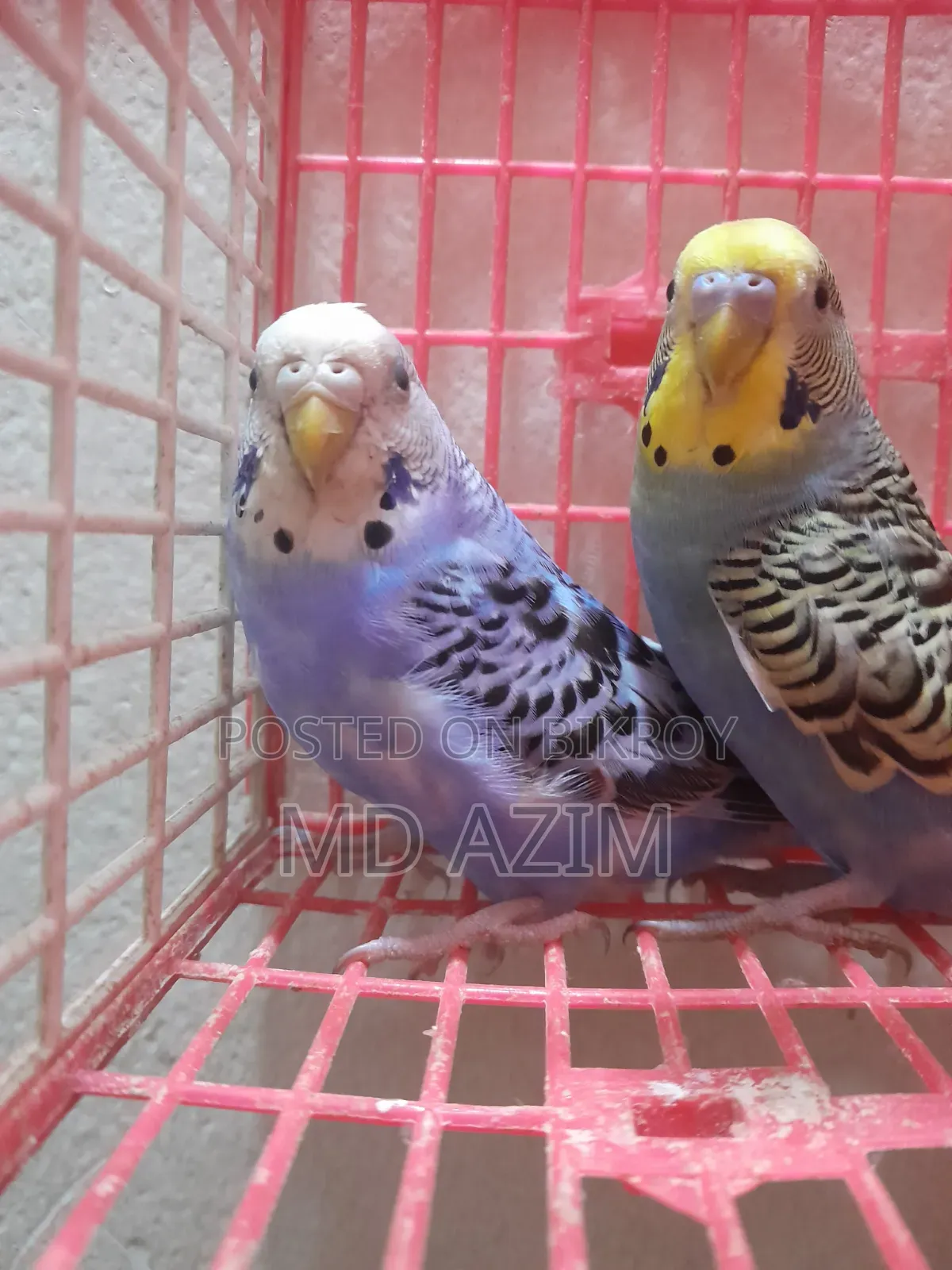 Classic Budgie Bird for Sale (Blue is female, yellow is male)