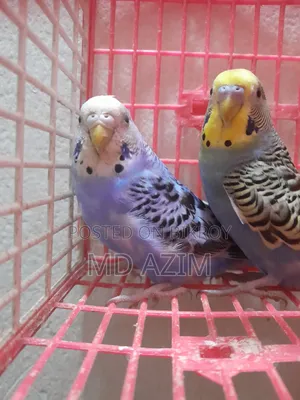 Classic Budgie Bird for Sale (Blue is female, yellow is male)