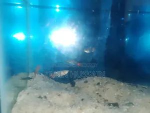 Guppy Pair
