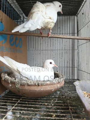 Diamond Dove and Australian Dove for sale with four-tier cage