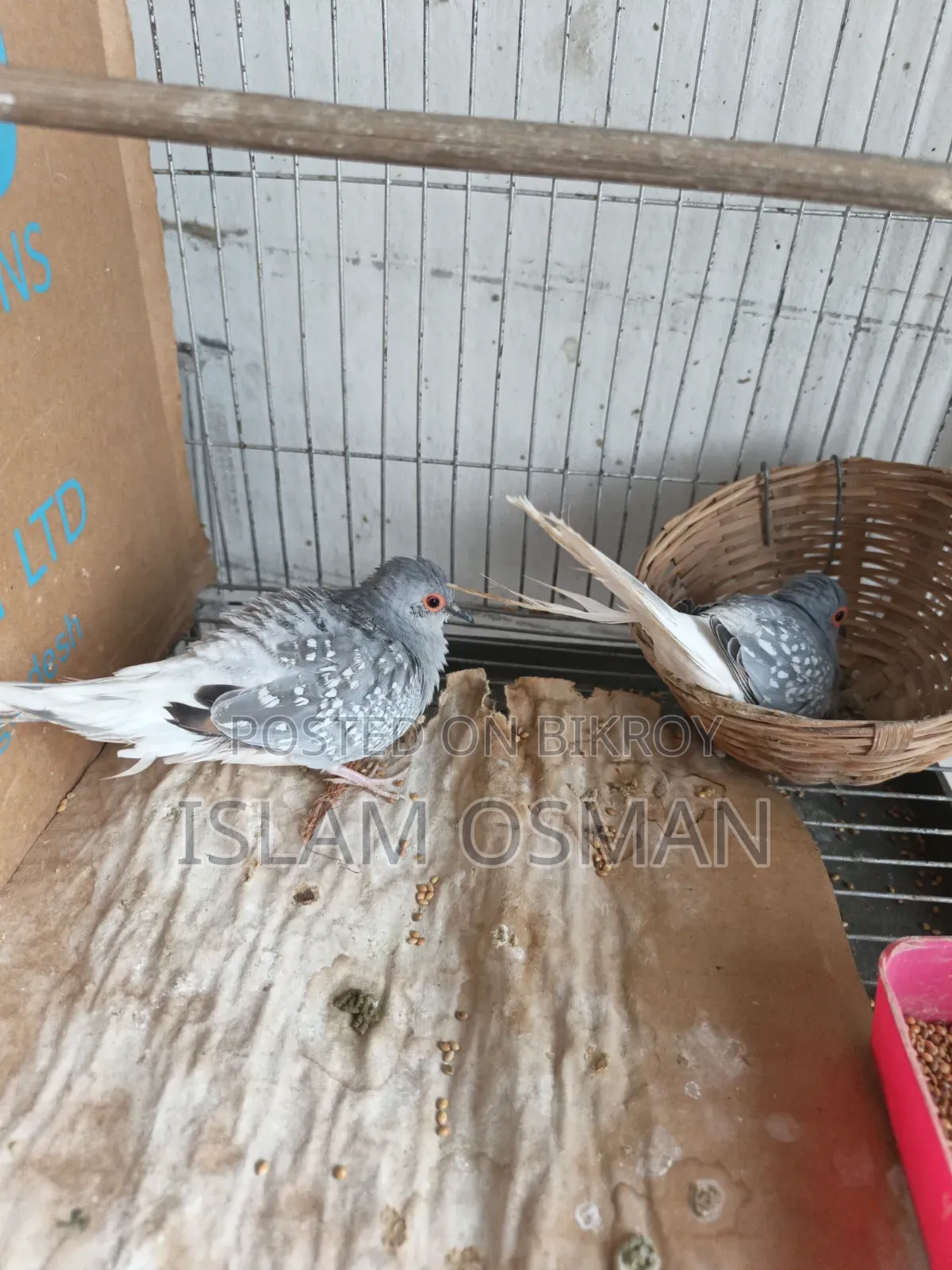 Diamond Dove and Australian Dove for sale with four-tier cage