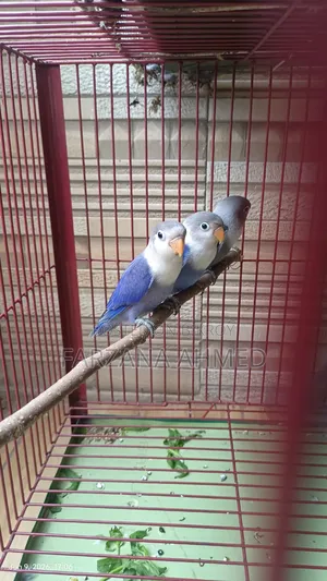 Lovebirds Baby