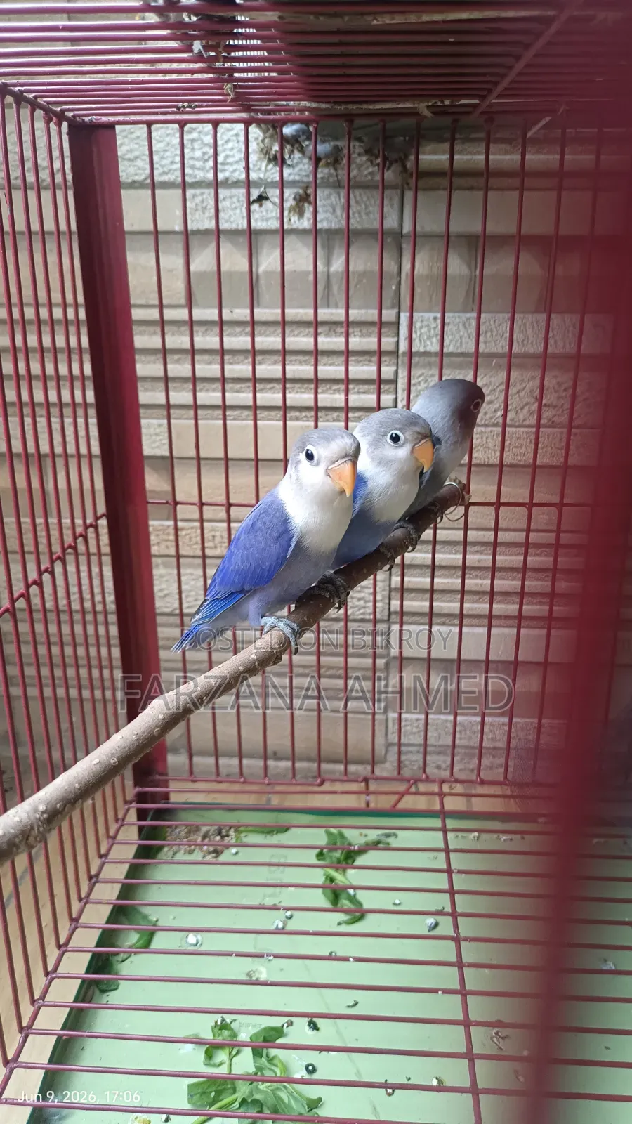 Lovebirds Baby