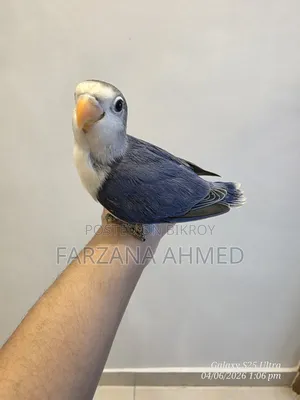 Lovebirds Baby