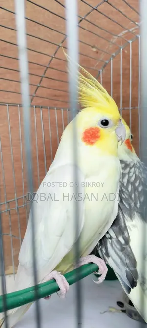 Lutino Cockatiel