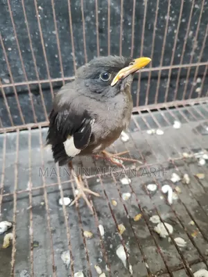 Jungle Myna Bird Chick