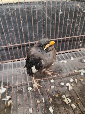 Jungle Myna Bird Chick