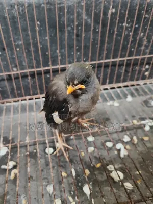 Jungle Myna Bird Chick