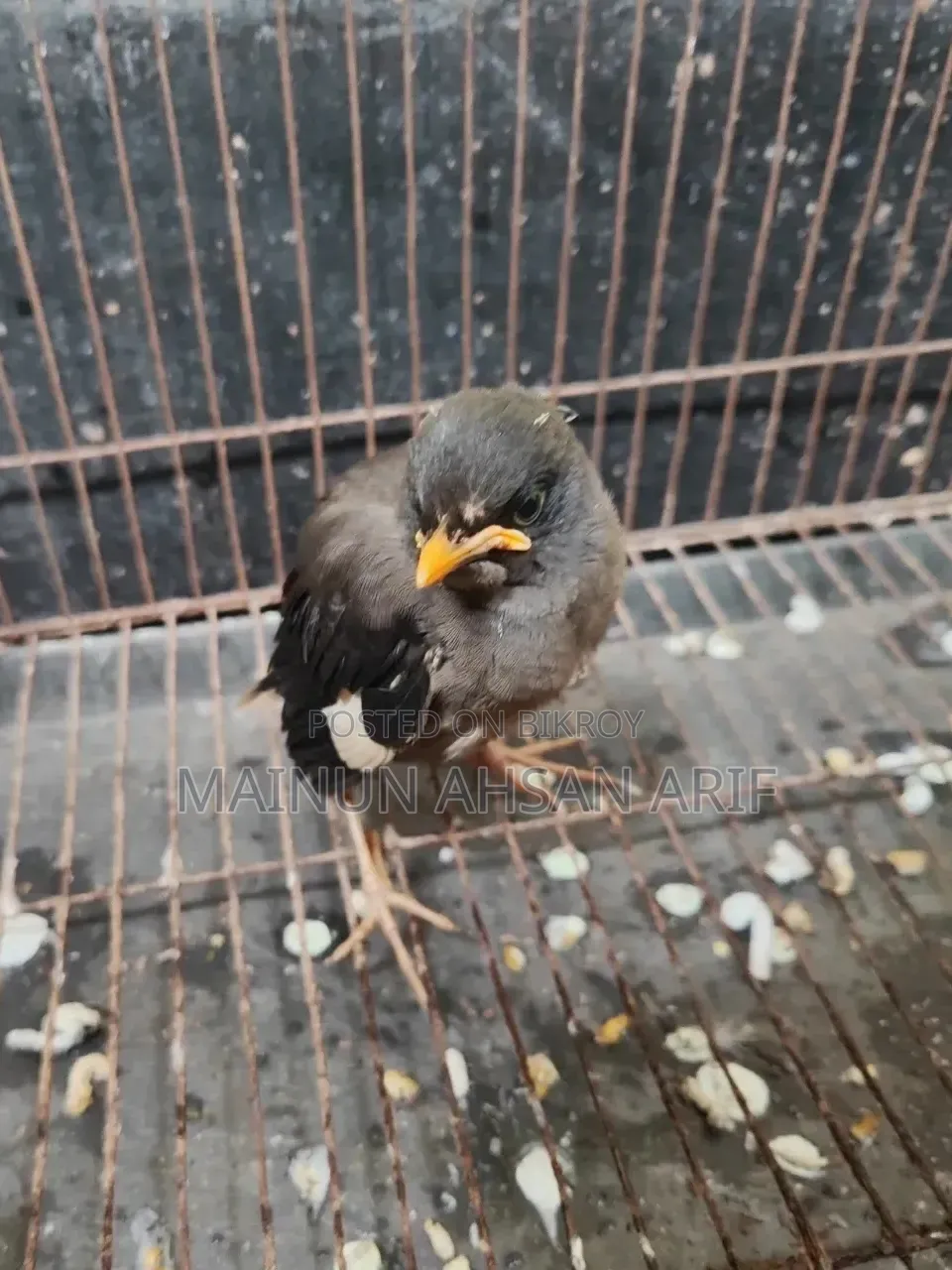Jungle Myna Bird Chick