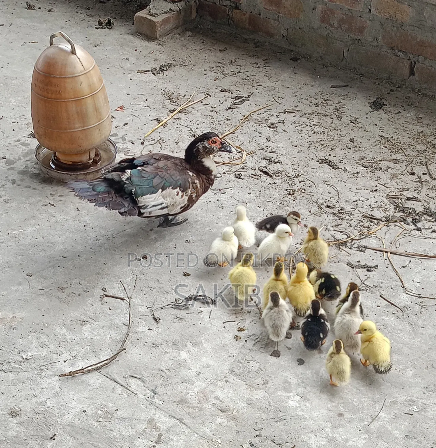 Chinese Ducklings