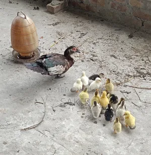 Chinese Ducklings