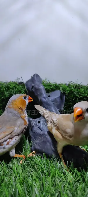 Adult Finch