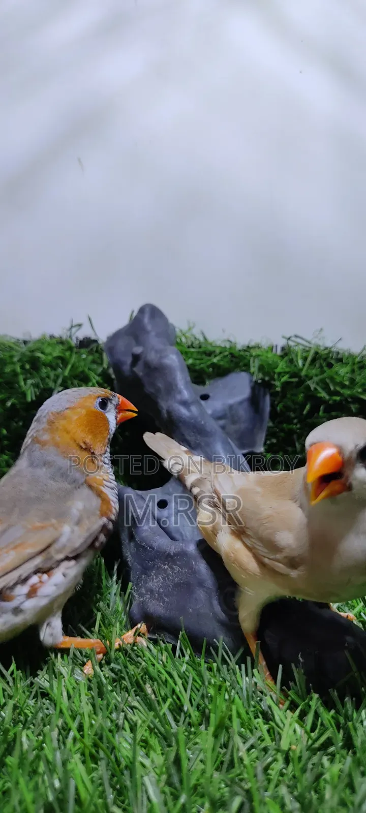 Adult Finch