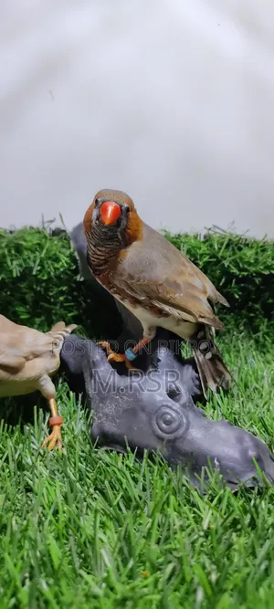 Adult Finch