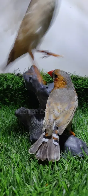 Adult Finch