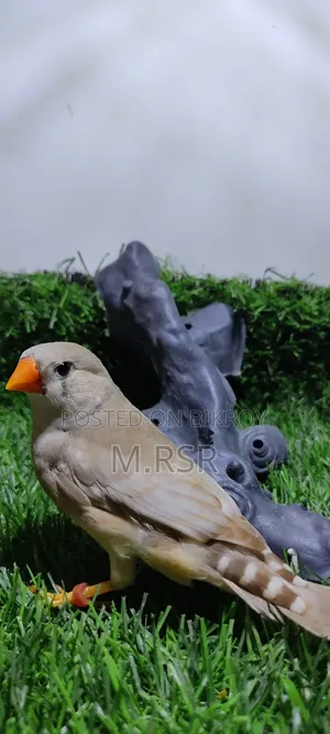 Adult Finch