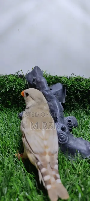 Adult Finch