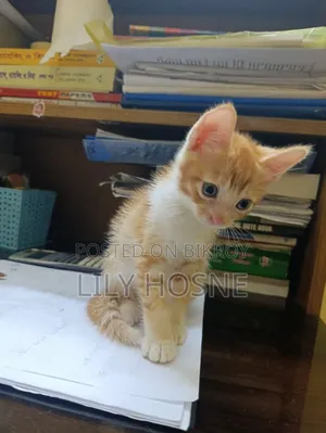 1-3 months Male Mixed Breed Persian