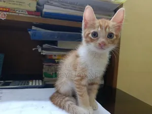 1-3 months Male Mixed Breed Persian