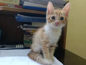 1-3 months Male Mixed Breed Persian