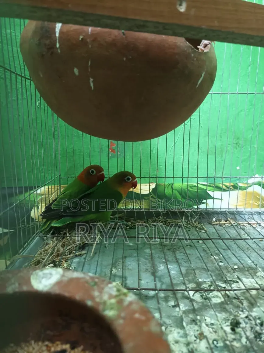 Love Bird