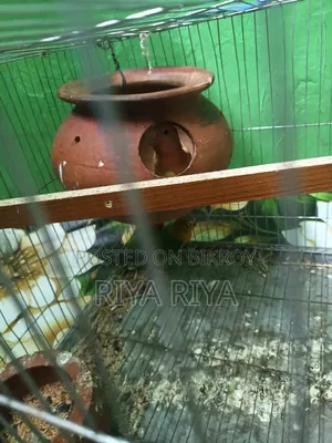 Love Bird