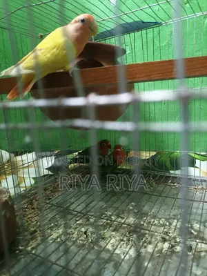 Love Bird
