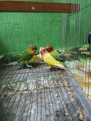 Love Bird